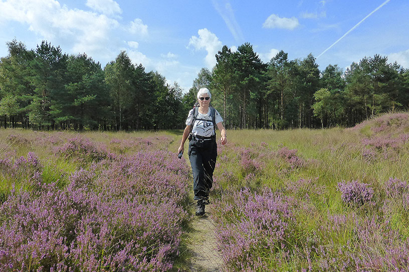 Mevrouw wandelend door de paarse heide